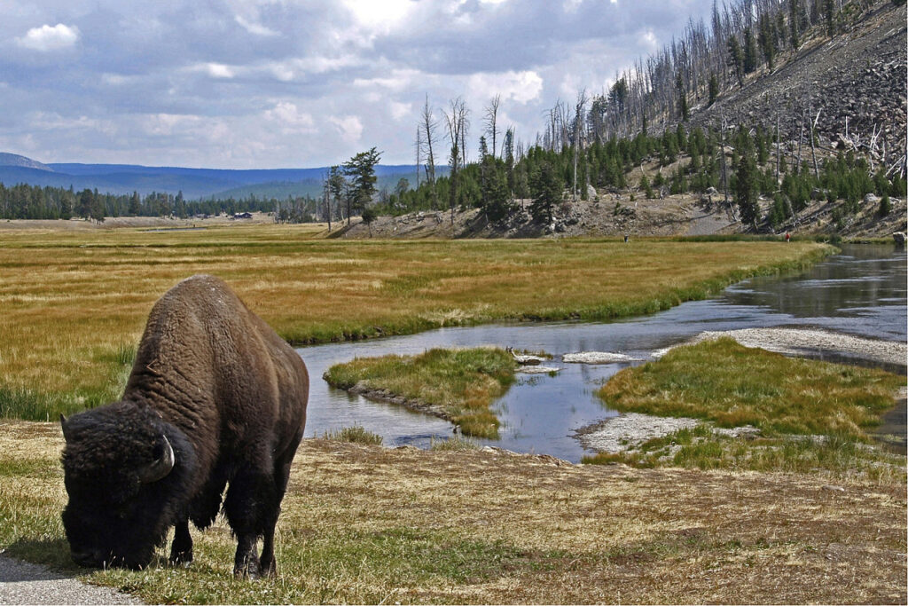 Bison in the yellowstone