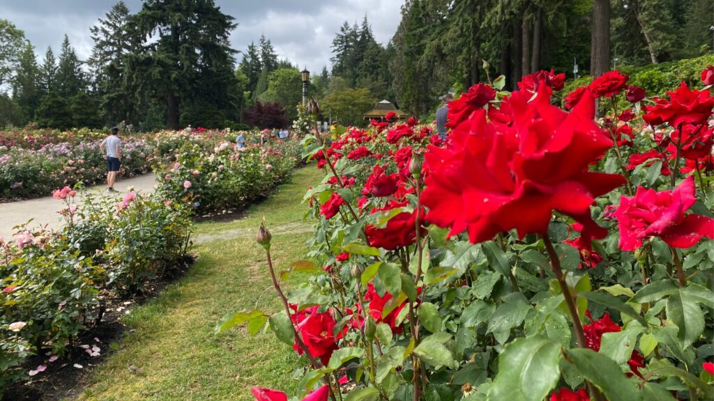 international rose garden