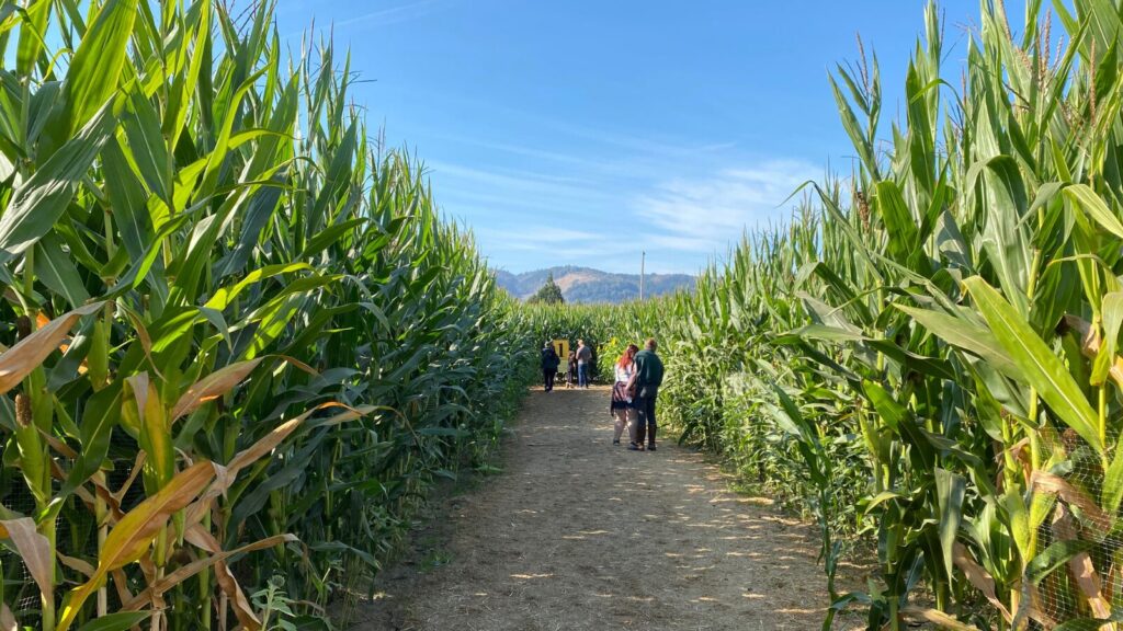 The Corn Maze