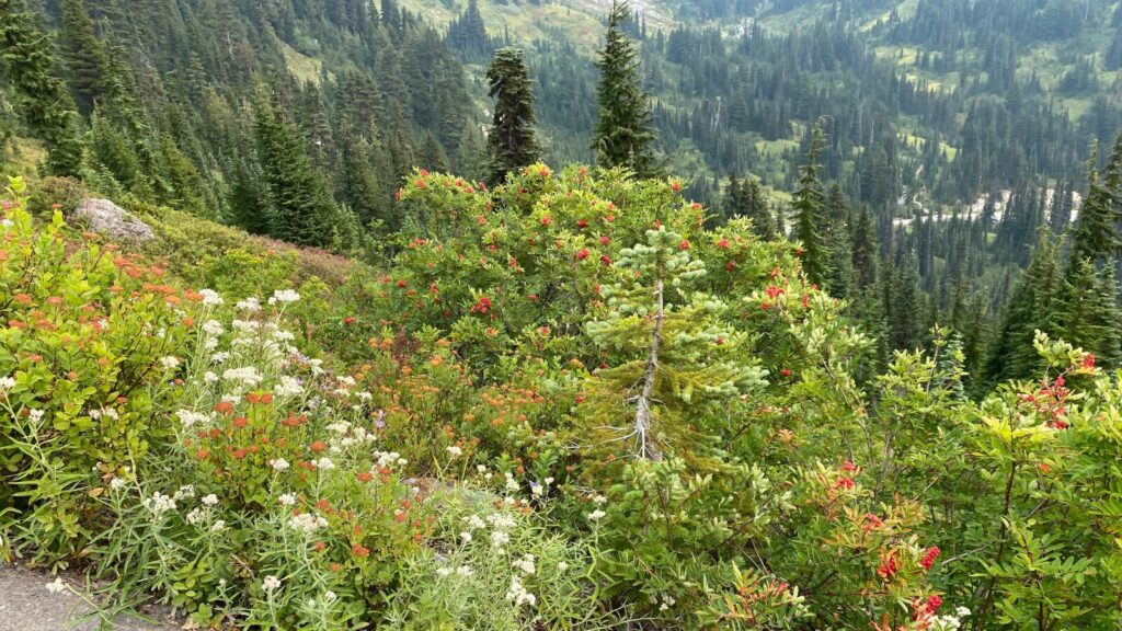 スカイライントレイルの咲き乱れる花々。