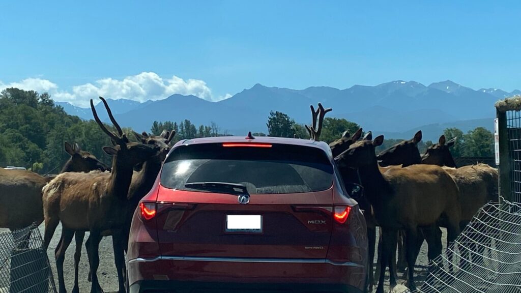 Olympic Game Farmで車が巨大なシカに囲まれている写真。