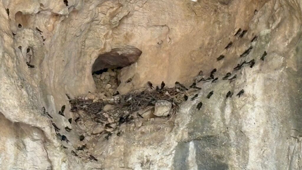 Cave入り口の鳥たち